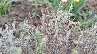 Что делать с лавандой после зимы