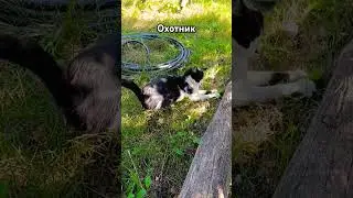 Кекс добыл ужин #бабушка_блогер #деревенскаяжизнь #деревенскаябабушкаблогер #котики #милыеживотные