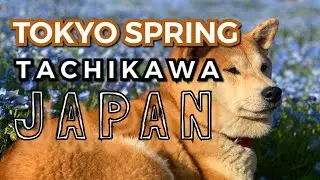【立川】Tachikawa, Tokyo 2021. WOW Effect. Virtual Japan. 🇯🇵