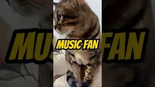 Music fan! #cat #cats #meow #shorts #funny #meme #music #lyrics #country