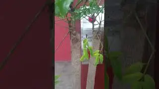 Drafted Plants in South Korea #new #plantito #ytshorts #amazing #ytshorts #fyp #shorts