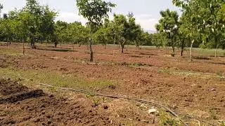 Isparta chandler ceviz bahçesi 5 yaş  çapalama işlemi 2021