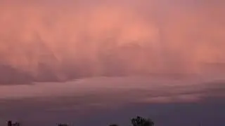 Chant de Merle noir sur fond de beau ciel
