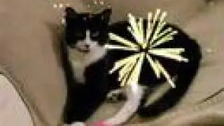 Happy Cat