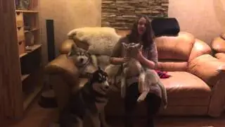 Плед Орды и хаски!