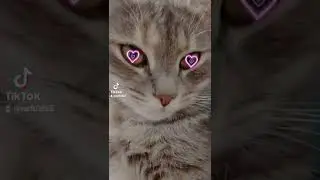 Сердечки ❤️ #cat #кошечка