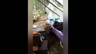 нашли заброшенный балаган. озеро в Карелии.