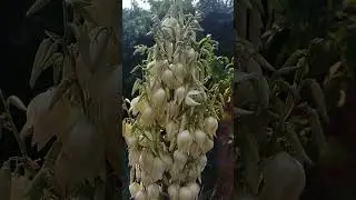 Всем Ассаламу-Алейкум! Доброе утро, страна! Привет из Грозного! Всем мира, счастья и добра!☝☝☝💗💗💗🌺🌺🌺