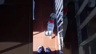 Meu pet vai aparecer no ...
