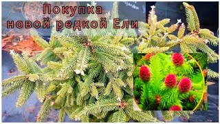 I bought a rare spruce variety. A review from the nursery.