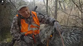 The huskies chewed up the wolf-dog. Hunting and fishing in stunning Kamchatka