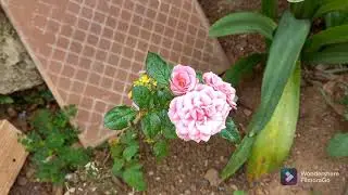mostrando minhas plantas