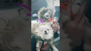 #тикток #собака #рек #чихуахуа #юмор #прикол #chihuahua