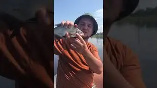 Нормальный Чпадлещик