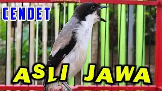 BURUNG PENTET GACOR FULL ISIAN ASLI JAWA TIMUR MADURA - CENDET GACOR FULL ISIAN TEMBAKAN