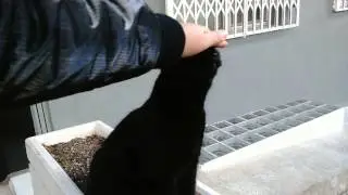Kendini zorla sevdiren kedi
