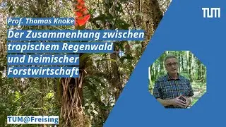 TUM@Freising: Der Zusammenhang zwischen tropischem Regenwald und heimischer Forstwirtschaft