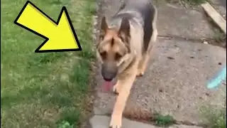 She Wanted To Pet The Dog & This Happened..........