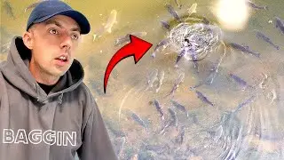 I FOUND AND CAUGHT ALL THE FISH