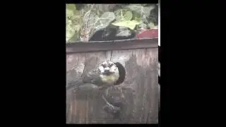 Infiltration is a big problem for the Blue tits.