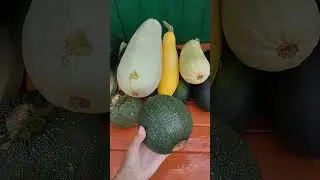ПСсс!!! КАБАЧОК НннАДО?Если вы думаете что одиноки😁♥ #лето #nature #shorts
