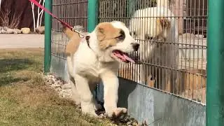 Туркменский волкодав.