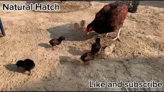 New chicks hatching video for natural Hatch 🐣 #natural #nature #hatch #subscribe