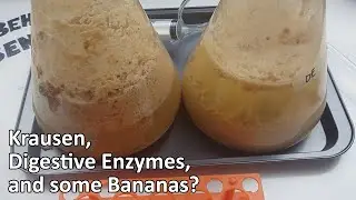 Ep 036 - Krausen, Digestive Enzymes, and a Banana Experiment