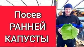 Посев РАННЕЙ КАПУСТЫ
