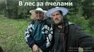 В лес за пчелами