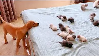 Golden Puppy Curiously Watching Baby Kittens Friend