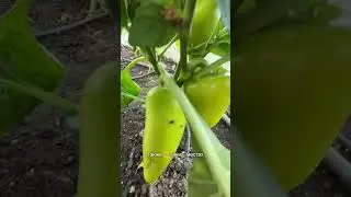 Как формировать перцы 
