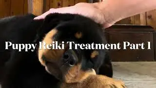 Puppy Reiki Treatment part 1  #reiki #dogsofyoutube #healing #dog #doglover #rottweiler #puppy