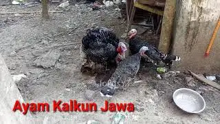 Ayam Kalkun Jawa