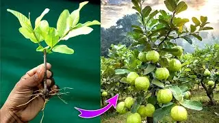 Unique technique grow guava tree from cutting full success