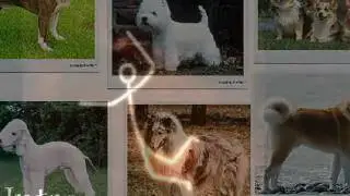 [iPhone / Android] Doggy - Dogs Quiz & Puzzle