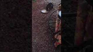 Feral cat brings a friend to dinner. #cat #shortsfeed