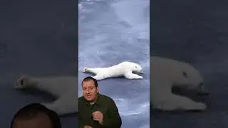 Un oso polar atravesando el hielo