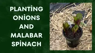 Let’s Plant Onions and Malabar Spinach in the Community Garden