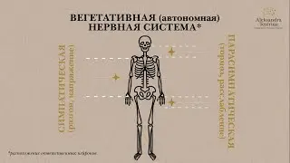 ДИНАМИЧЕСКИЙ БАЛАНС ЖИЗНИ: пара- и симпатическая нервная система.