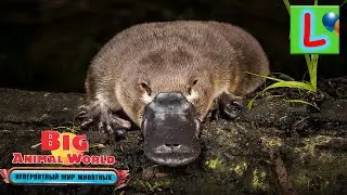 BIG ANIMAL WORLD Невероятный Мир Животных УТКОНОС как ДЕАГОСТИНИ DEAGOSTINI распаковка