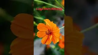 夏の終わり#k00ya