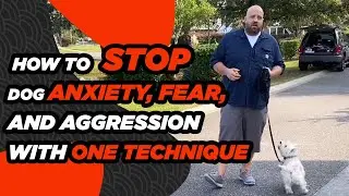 Dog Anxiety- How to Calm an Anxious Dog