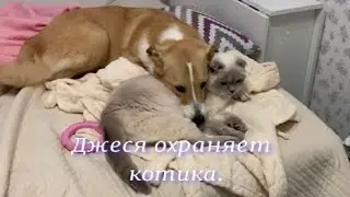 Джеся охраняет котика.