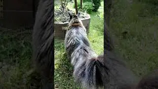 #Мейн
