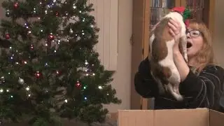 FML Tales From FMyLife CHRISTMAS SPECIAL #16 My True Love He Gave To Me