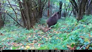 Running Bear