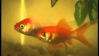 VX9000 First Footage