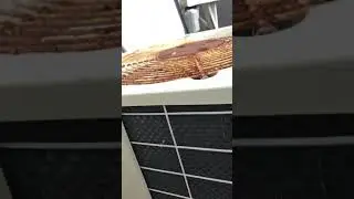 this is what a Copeland reciprocating compressor sounds like with bad suction valves