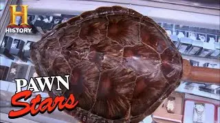 Pawn Stars: ILLEGAL Tortoise Shell Guitar Screams TROUBLE (Season 7) | History